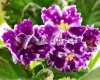 African Violet VAT-MY SMART GIRL - VaT-Moya Umnichka